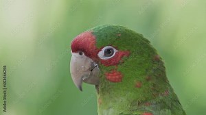 Side close-up of head of mitred parakeet with blurry green background