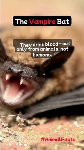 Vampire Bats: Nature's Blood-Sucking Monsters