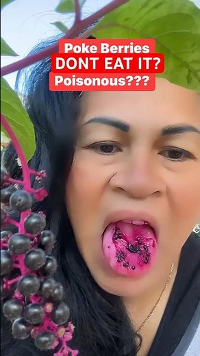 Poke Berries Pokeweed great for arthritis pain #viral #reels #herbal #flordilinagregoire