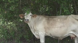 STAYING COOL: How cows are beating the East Texas heat