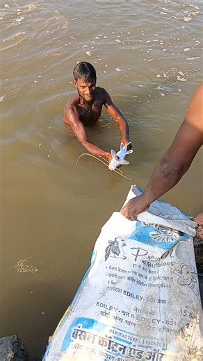 ✅ आज हमारे भाई ने गोता लगाकर बड़ी सिंगाड़ा मछली को पकड़ के लिए। #fishing