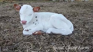 3M views · 342K reactions | Here's a minute of pure sweetness to help you make it through the week, with Ginger our 5 day old White Park Mini heifer calf | Sweet Clover Farm | Facebook