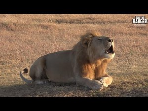 Majestic Roaring Male Lion | Maasai Mara Safari | Zebra Plains
