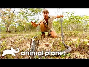 Steve Encounters a Deadly Venomous Cobra! | The Crocodile Hunter | Animal Planet