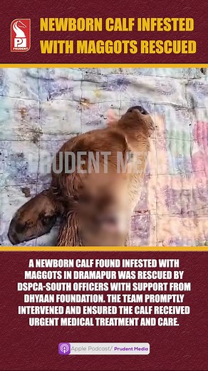 Newborn Calf Infested With Maggots Rescued in Dramapur A newborn calf found infested with maggots in Dramapur was rescued by DSPCA-South officers with support from Dhyaan Foundation. The team promptly intervened and ensured the calf received urgent medical treatment and care. #Dramapur #AnimalRescue #DSPCASouth #DhyaanFoundation #AnimalWelfare #GoaNews #SaveAnimals | Prudent Media