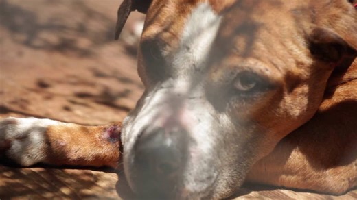 How to submit your video to Dogumentary TV