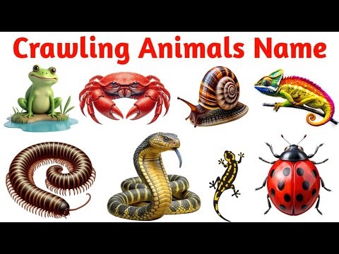 🐛🐢🦎 Reptiles Animals Names in English