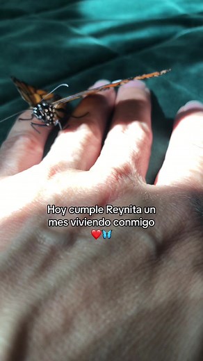 #parati #ASMR