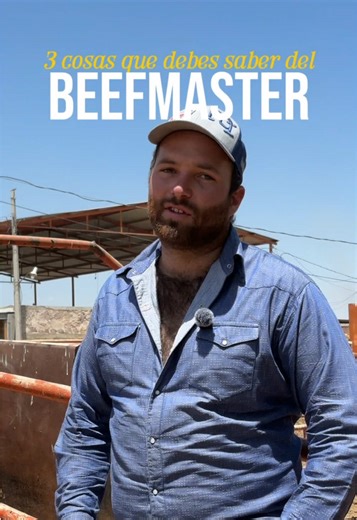 Beefmaster: La Raza Ideal para Ganaderos