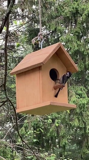 BLACK-CAPPED CHICKADEE Feeding Baby Birds #nature #wildlife #animals#birds #shortvideo #cute #shorts
