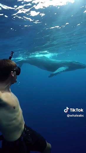 So beautiful dancing humpback whale #humpback #humpbackwhale#whale#whales#whalewatching#sea#ocean#oceanlife#marinelife#tiktok#foryoupage#fyp#foryou