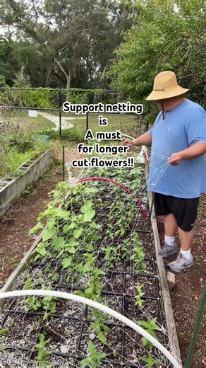 Support netting is a must for longer cut flowers!#flowers #flowerfarming