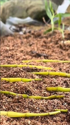 SIMPLE METHODS! How to propagation orchid plant on rock #orchid🌱🌱