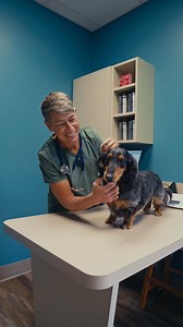 62K views · 1.8K reactions | For those vet techs, veterinarians, vet assistants, and other vet professionals… keep going ❤️ #vetmed | Dr. Emily King | Facebook