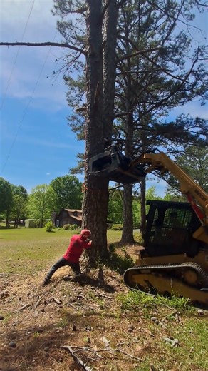 This Dead Tree Was a Hazard! #youtubeshorts #dangerous #treefalling