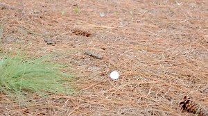 Rules Corner: This is how you correctly dispose of loose impediments