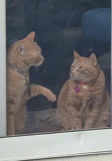 Understanding Orange Cat Behavior: Insights and Tips
