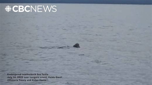 Giant sea turtle spotted on Haida Gwaii