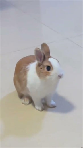 Enjoy this cute and funny rabbit cartoon 🐰💖Perfect for kids, f #animatedcartoon #cartoontv