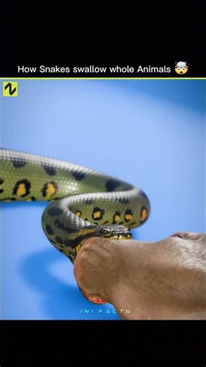 How do snakes swallow such large prey?