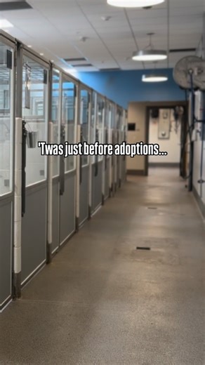It's not always crazy here at the shelter... sometimes, the calm comes in waves, just before the storm (aka, adoption hours!) See you soon 🐾✨ https://adopt.adopets.com/shelter/kitsap-humane-society | Kitsap Humane Society