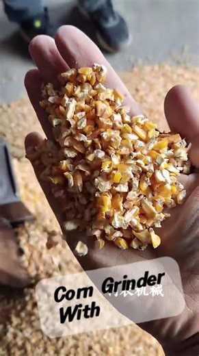 Corn Grinder Without Dust | Perfect Crushed Corn for Livestock Feed