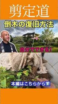 My Beloved Tree Fell Over!! 《How to Recover a Fallen Tree》 You Can Fix It Yourself by Following T...