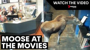 Moose visits cinema and eats leftover popcorn