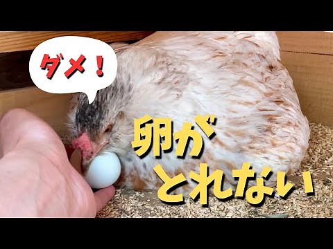 ニワトリの気が済むまで抱卵してもらいました【ニワトリ飼育】 #23