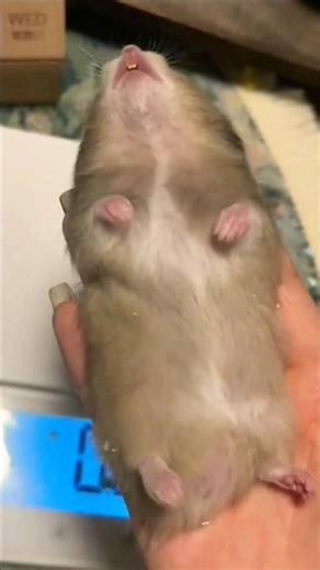 Dead Mouse Came Back to Life After Moving | Shocking Moment