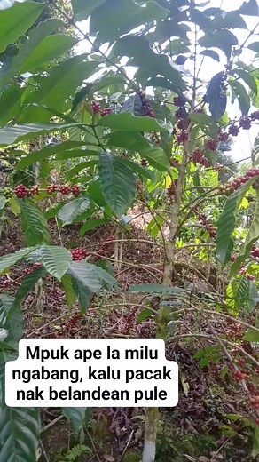 Zurra Motoin | Irma Zuliyanti