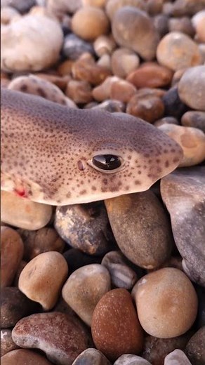 Catching Dogfish is Better Than Blanking #shorts