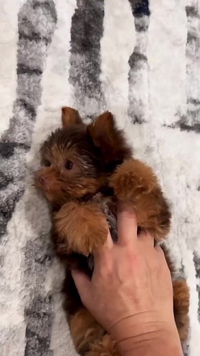 8.1K views · 326 reactions | So Adorable Yorkie Puppy looks like teddy bear ❤️❤️❤️❤️ #yorkie #yorkshireterrier #yorkiepuppies #yorkielove #yorkieoftheday #yorkiepuppy #yorkielife #yorkieoftheday #yorkielovers #yorkies #Viral | I Love Yorkshire Terrier | Facebook