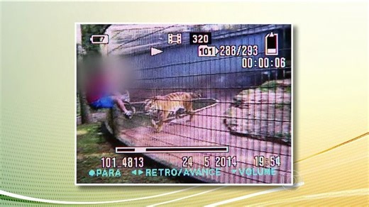 Menino perde braço após ser atacado por tigre em zoológico do Paraná