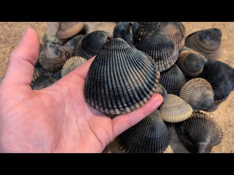 Cockles! Cleaning and Preparing a PNW Delicacy