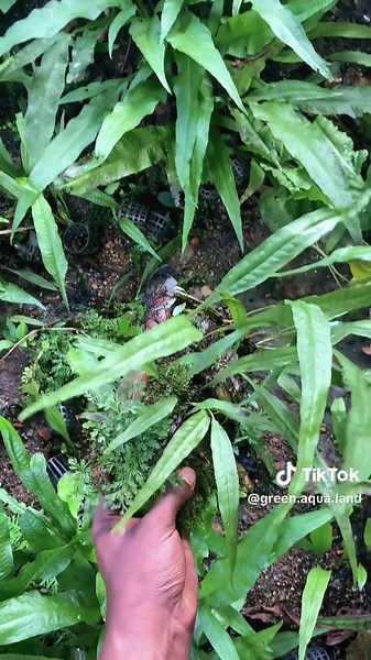 Java Fern Aquatic Plants for Your Aquarium