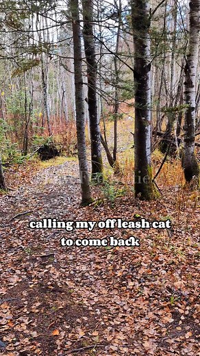 412K views · 11K reactions | He always comes back, no matter from where ♥️ | Raw Fed Kitties | Facebook