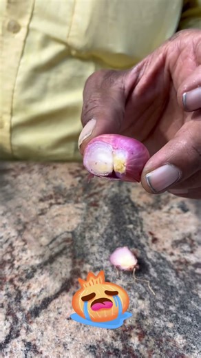 Brewine Garlic & Onion Peeler Demo & User Review |Must - Have Kitchen Gadget 🍴✨