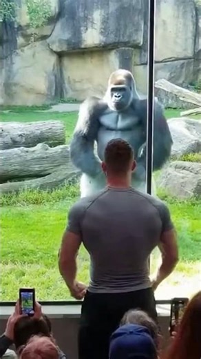 Bodybuilder Challenges Gorilla... He Instantly Regrets It 😳