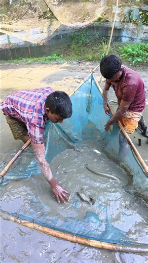 Incredible Village Fishing | Catching Big Boal and Chital Fish with Net #fishing #fish