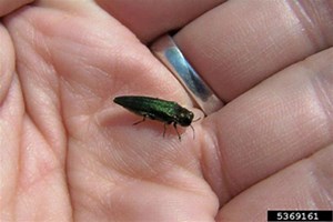 Ash Borer Possibly Here Already, Tosa's Forestry Chief Says