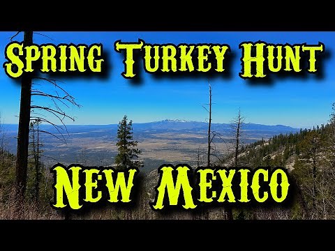 Spring Turkey Hunt in New Mexico
