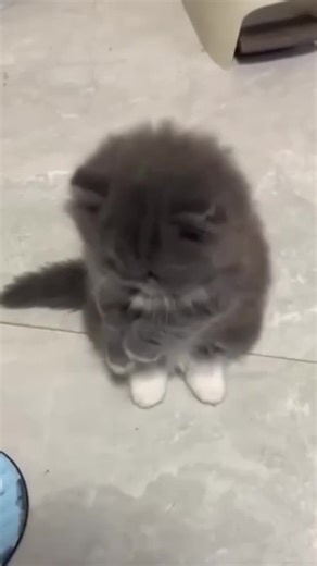 Adorable Kitten Moments That Will Make You Smile