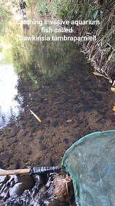 1.2M views · 10K reactions | Catching aquarium fish in the wild in Negros island, lots of non-native Dawkinsia tambraparniei. #aquascapingnegros | Aquascaping Negros | Facebook