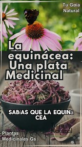 Una planta medicinal: La equinacea. | Tu Guía Natural