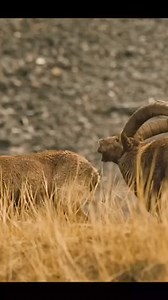 17K views · 336 reactions | Competition between pigs and deer | Wild life Animals | Facebook