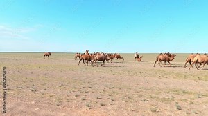 Herd of camels in the desert. Horizontal tracking shot of a group of wild camels walking in a vast prairie. Freedom and peace. Caravan of large camels in the Gobi Desert. 4k stock footage, 30 fps.