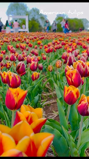 Tulip festival in USA || The Most Amazing Tulips || Tulip festival at Richarson Adventure Farm,Illinois, USA || A tour of the American Tulip field || Beauty of Flowers || The most Amazing Tulips ||Spring time Fun & the Tulip Festival || #tulips #festival #winter #picking #beautiful #naturephotography #flowers #chicago #fun #love #viral #reels #instagram #flowerlovers #reelsinstagram #iphonephotography #hiking #winter #nature #naturelovers #naturebeauty #Great #funtimes #bdcommunity #BDS #place #
