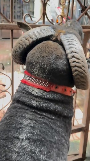 32K views · 1.4K reactions | Sheep lovers support me #tranding #viral #sheep #farm #sheepofinstagram #farmlife #lamb #nature #animals #farming #sheepfarming #lambs #sheeplove #wool #lambing #goat #love #sheepfarm #photography #sheeps #sheeplife #goats #farmanimals #agriculture #livestock #sheepoftheday #cute #animal #dorper #art #naturephotography #sheepsheep | J&K Sheep hub | Facebook