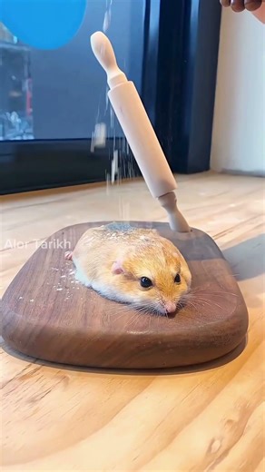 It's A Hamster, Like Sandesh 🐹